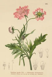 Glänzende Skabiose (Scabiosa lucida)