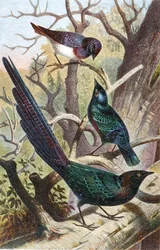 Glanzstare, Tafel aus "Brehms Tierleben: Allgemeine Kunde des Tierreichs", Bd.4, S.392, veröffentlicht vom Bibliographischen Institut