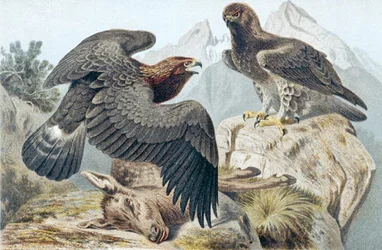 Steinadler, Tafel aus "Brehms Tierleben: Allgemeine Kunde des Tierreichs" Bd.6, S.266, veröffentlicht vom Bibliographischen Institut