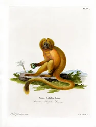Goldener Löwenaffe
