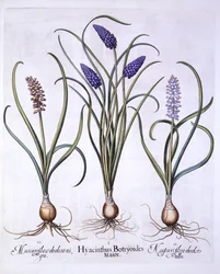 Traubenhyazinthen, aus Hortus Eystettensis, von Basil Besler, 1613