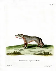 Graufuchs