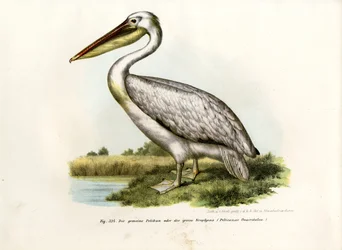 Großer Weißer Pelikan, 1864
