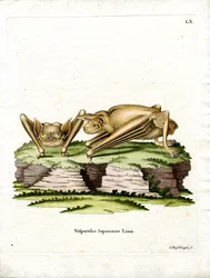 Große Bulldogfledermaus