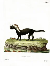 Großer Grison