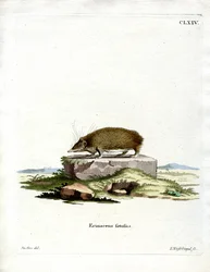 Großer Tenrek