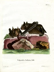 Große Lanzennasenfledermaus