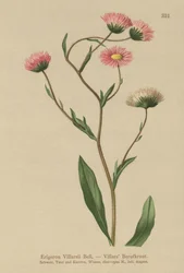 Griechisches Berufkraut (Erigeron villarsii, Erigeron atticus)