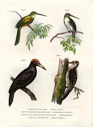Grünschwanz-Jakamar, 1864