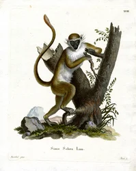 Grüner Affe