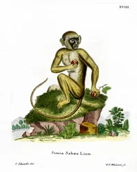 Grüner Meerkatze