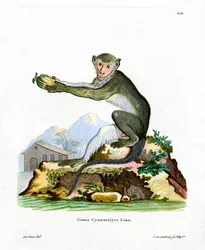 Grüne Meerkatze
