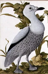 Graugans, ca. 1740