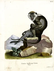 Grüner Meerkatze