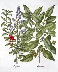 Guajakholz und Chinesischer Liguster, aus Hortus Eystettensis, von Basil Besler, veröffentlicht 1613