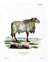 Guineaschaf