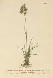 Hallers Schwingel (Festuca Gaudini, Festuca Hallerie)