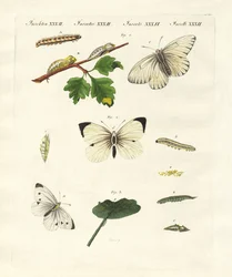 Schädliche Schmetterlinge