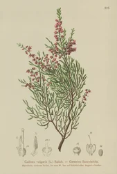 Besenheide