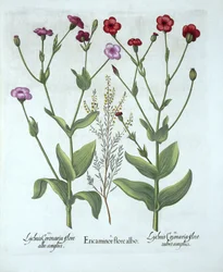 Heidekraut und zwei Arten von Lichtnelken, aus Hortus Eystettensis, von Basil Besler (1561-1629), veröffentlicht 1613