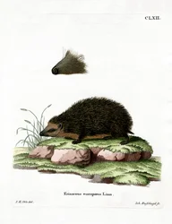 Igel
