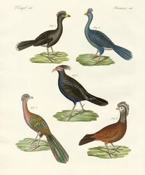 Hühnerartige Vögel heißer Länder