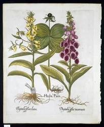 Einbeere (Solanum quadrifolium), Roter Fingerhut (Digitalis Purpurea) und Große Gelbe Fingerhut aus Hortus Eystettensis von Basil Besler (1561-1629), veröffentlicht 1613