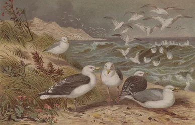 Silbermöwe und Mantelmöwe, Tafel aus Brehms Tierleben: Allgemeine Kunde des Tierreichs, Bd. 6, S. 108, veröffentlicht vom Bibliographischen Institut, 1892