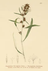 Hochland-Ruhrkraut (Gnaphalium norvegicum)