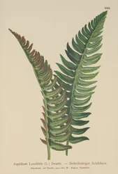 Stechfarn (Aspidium Lonchitis, Polystichum lonchitis)