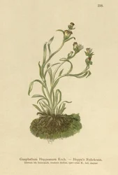 Hoppes Ruhrkraut (Gnaphalium hoppeanum, Omalotheca hoppeana)