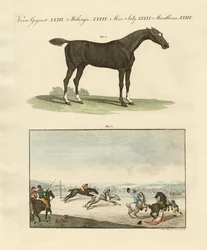 Pferderennen in England
