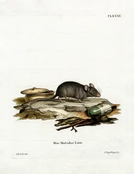 Hausmaus
