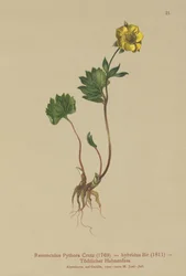 Hybrid-Hahnenfuß (Ranunculus Pythora, Ranunculus hybridus)