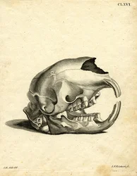 Hyrax-Schädel