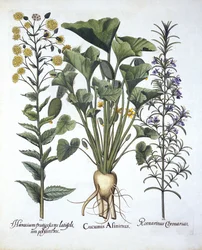 I. Spritzgurke, II. Schmalblättriges Habichtskraut, III. Rosmarin, aus Hortus Eystettensis, von Basil Besler (1561-1629), veröffentlicht 1613