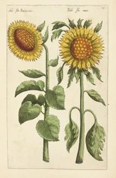Illustration aus "Florilegium ... tractans de variis floribus et aliis indicis plantis as vivum delineatum in duabus partis et quatuor linguis concinnatum" von Emanuel Sweert, 1612-14