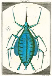 Illustration einer Blattlaus, Musement Microscopique, 1764
