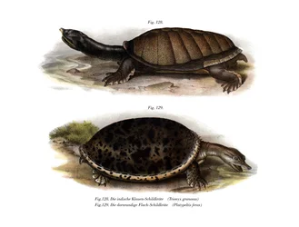 Indische Klappbrustschildkröte