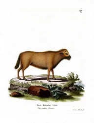 Indischer Wasserbüffel