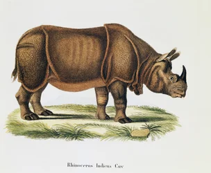 Indische Nashörner (Rhinoceros indicus), aus Säugetiere illustriert aus der Natur mit Beschreibungen, von Johann Christian Daniel von Schreber (1739-1810), Gravur und Zeichnung von A Fleischmann, Band 6-7, Tafel 317-D-D, Deutschland