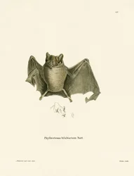 Ipanema-Fledermaus