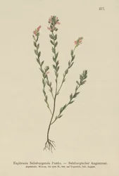 Irisches Augentrost (Euphrasia Salisburgensis)