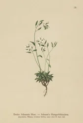 Johannis-Hungerblümchen