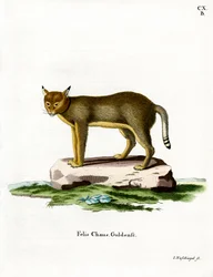 Dschungelkatze