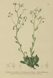 Kernera