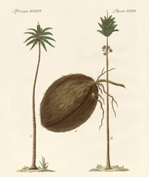 Palmenarten