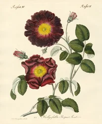 Rosenarten