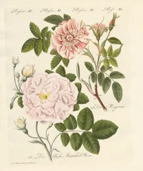 Arten von Rosen