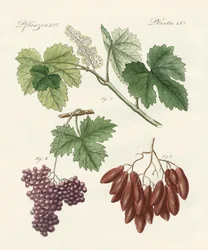 Große und kleine Rosinen